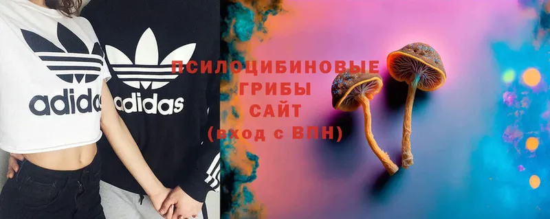 это телеграм  Красный Холм  Псилоцибиновые грибы Psilocybine cubensis 